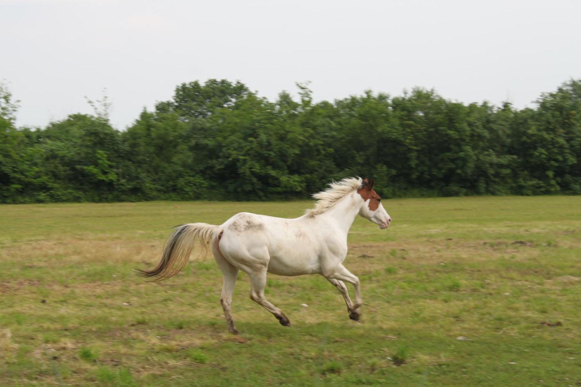 Agriturismo Al Ranch Castello dʼAviano Zewnętrze zdjęcie