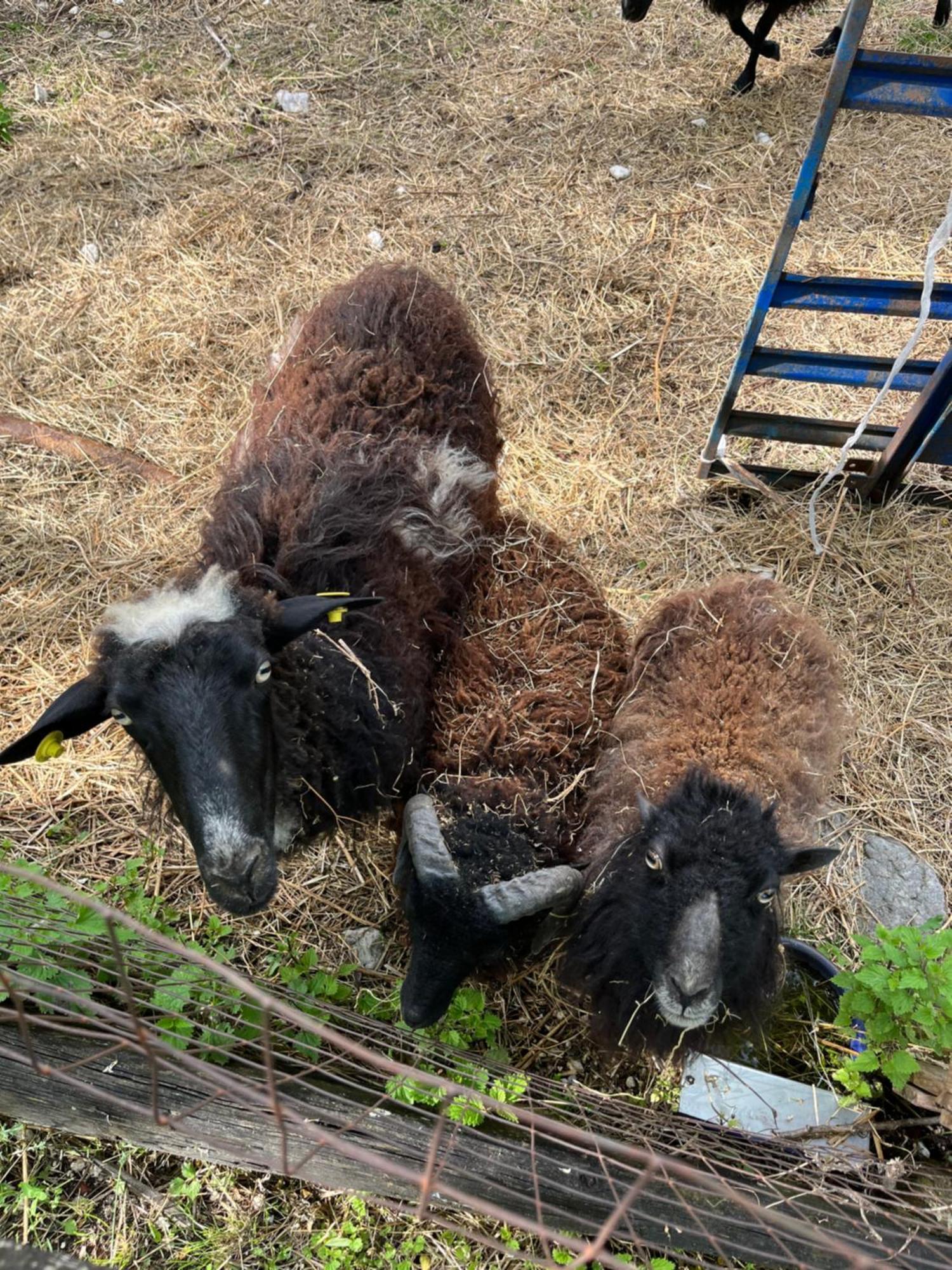 Agriturismo Al Ranch Castello dʼAviano Zewnętrze zdjęcie