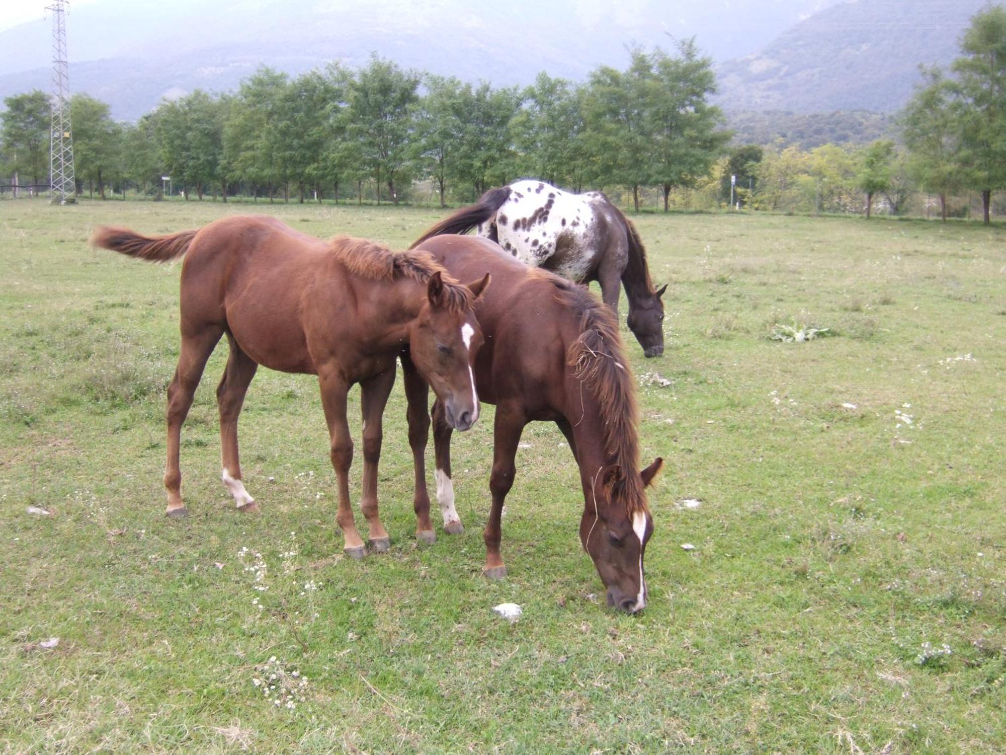 Agriturismo Al Ranch Castello dʼAviano Zewnętrze zdjęcie