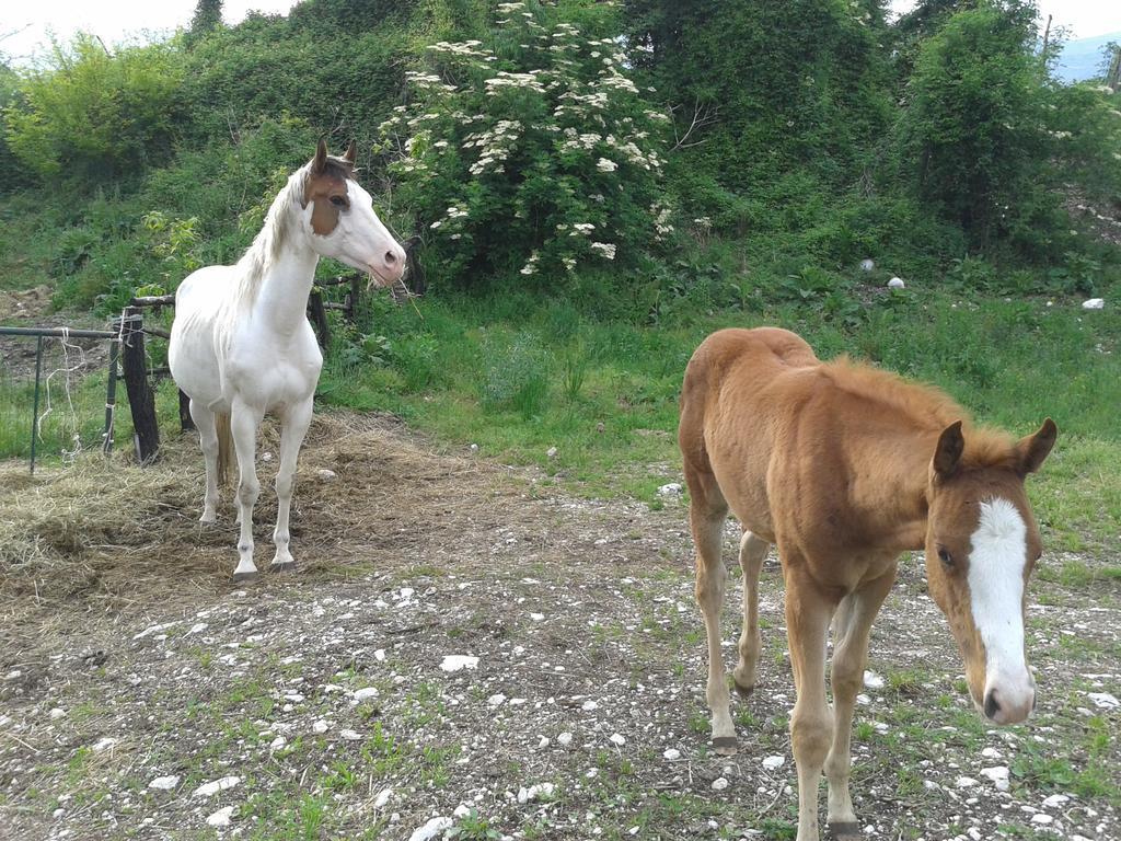 Agriturismo Al Ranch Castello dʼAviano Zewnętrze zdjęcie